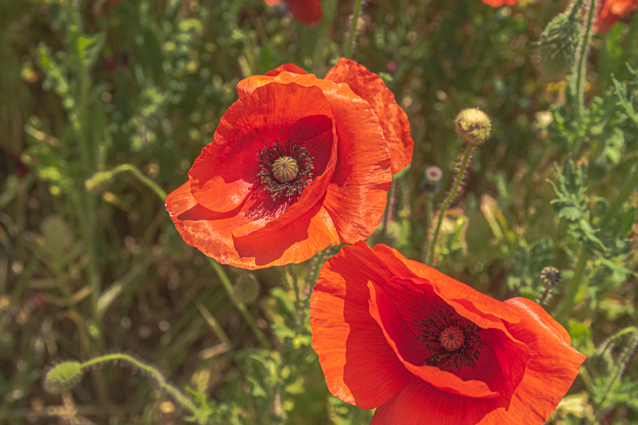 Poppy Flower in Sangdong Lake Park