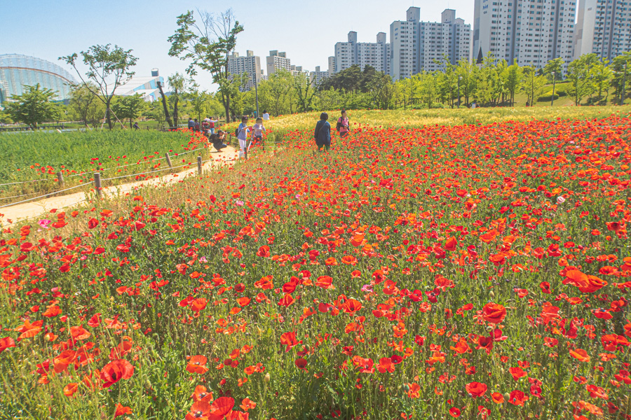 Red Poppy Flowers Korea Bucheon