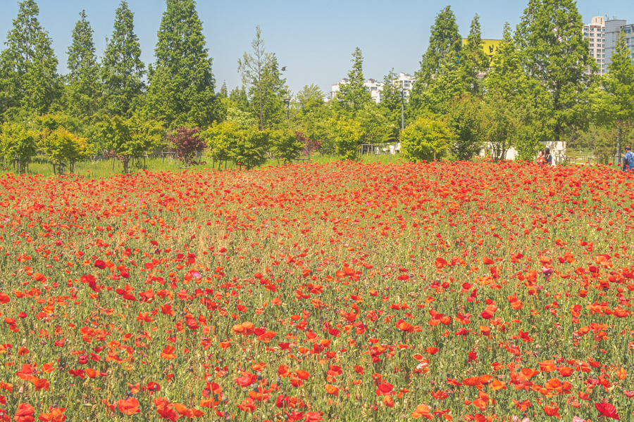 Red Poppy Flowers in Korea