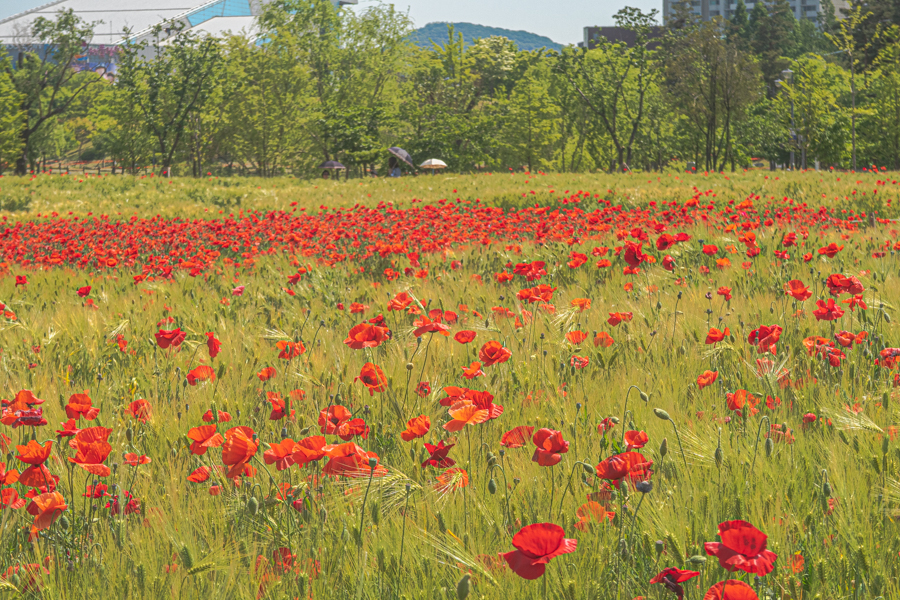 Sangdong Lake Park in May