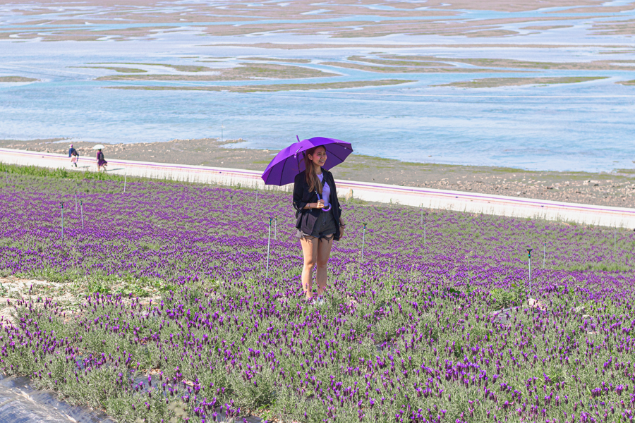 A girl standing amongst the Purple Island Lavender Field