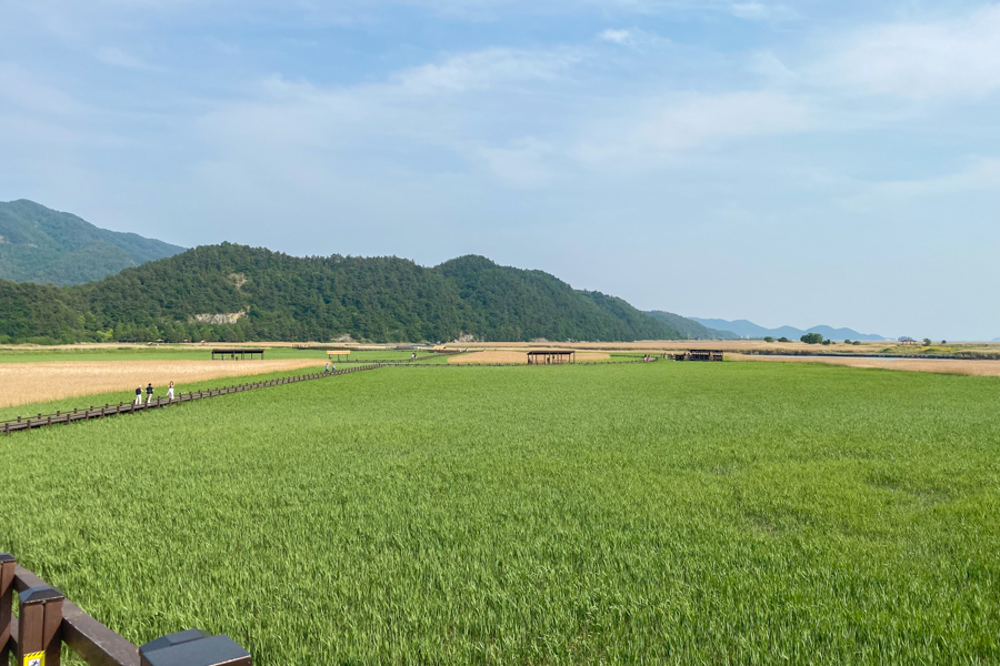 Suncheon Wetland Reserve Reed Fields