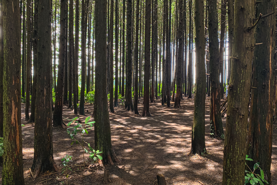 East Jeju Secret Forest