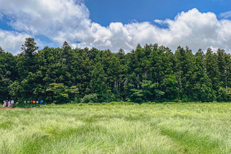 Field at Jeju Secret Forest