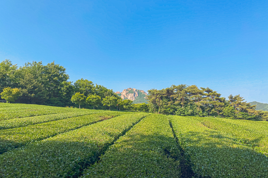 Gangjin Tea Garden