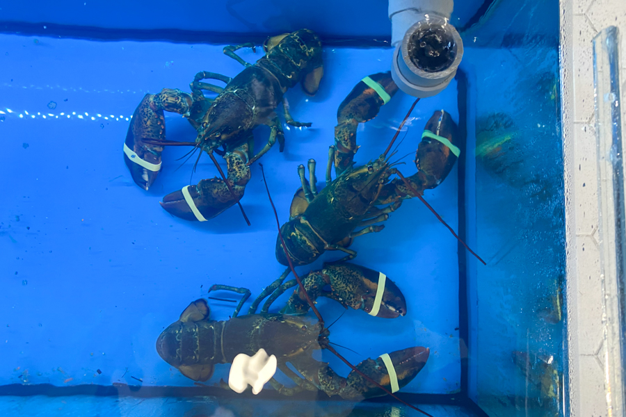 Live Lobsters in Bleu