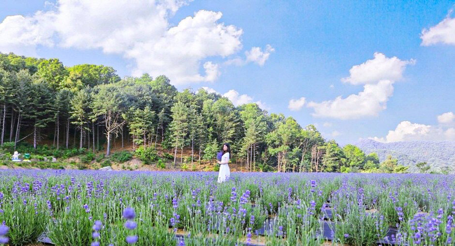 A lady posing amidst a field of blooming lavender in the Pocheon Herb Lavender Festival in Pocheon, South Korea