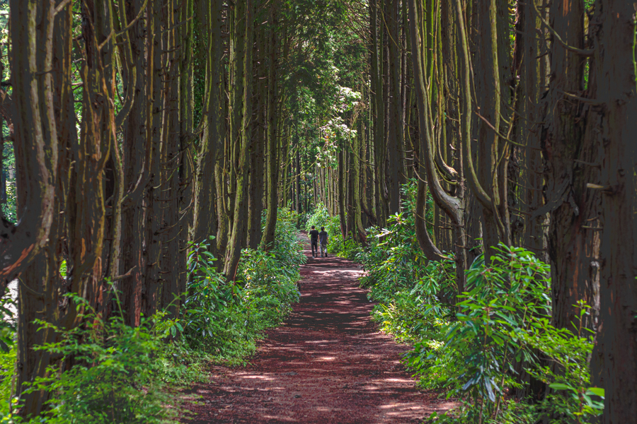 Rows of Trees at 비밀의숲 Secret Forest