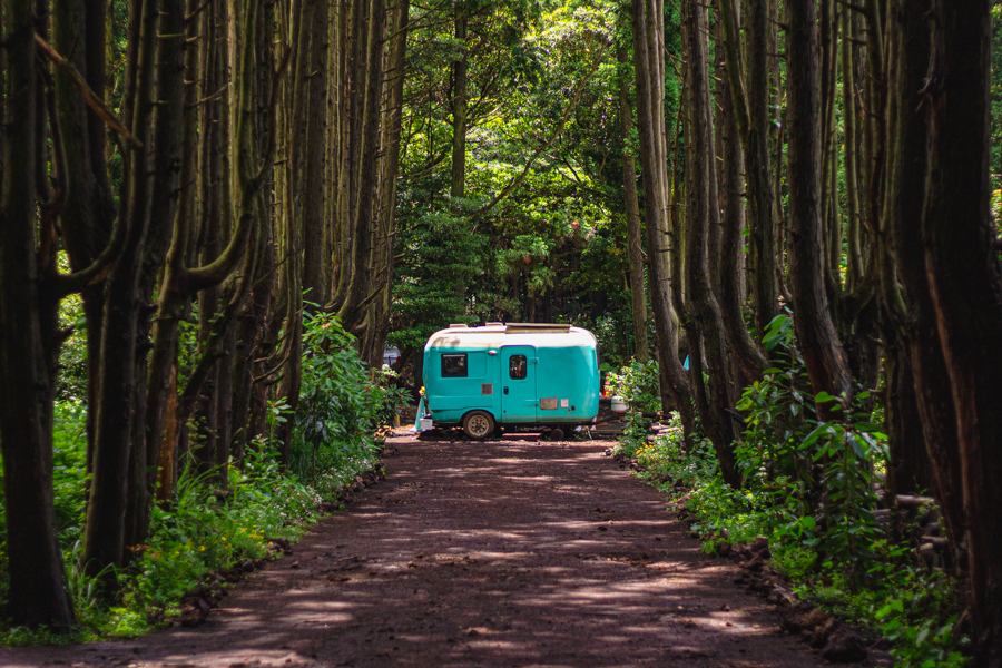 Secret Forest Jeju 비밀의숲