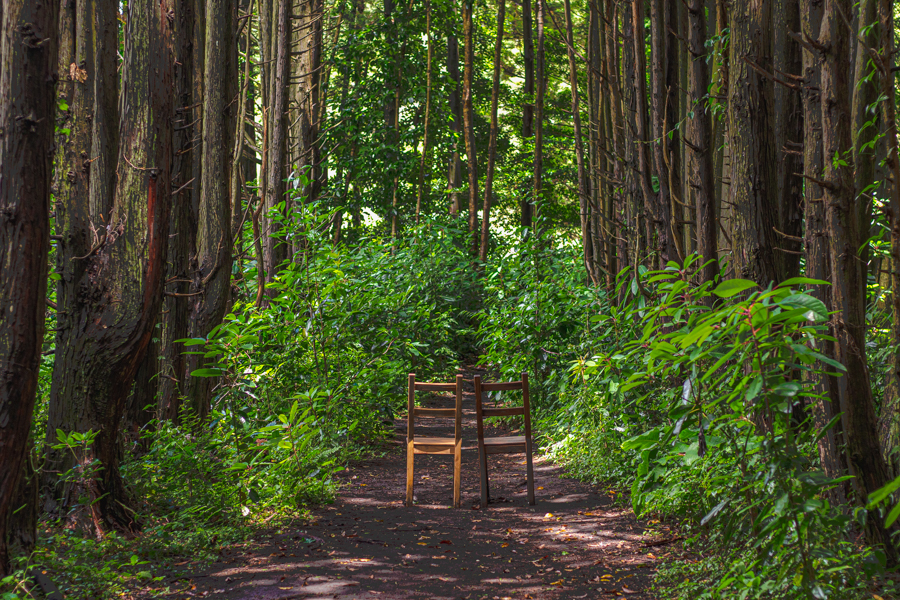 Secret Forest in Jeju