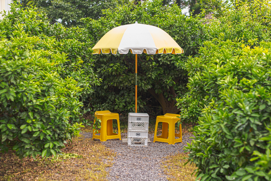 tangerine picking at bsml cafe jeju