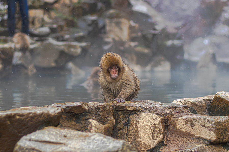 Baby Snow Monkey Near Onsen