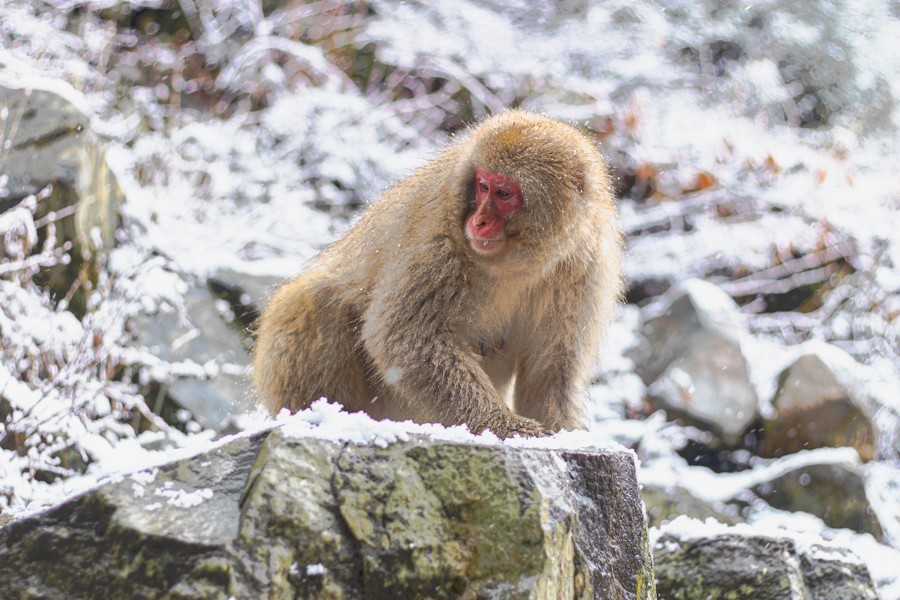Snow Monkey in Nagano
