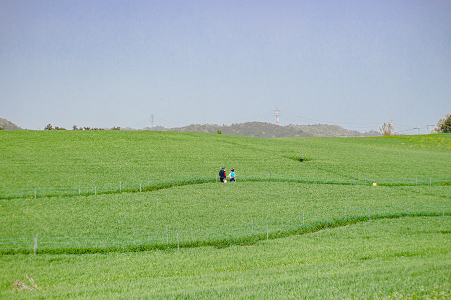 Gochang Green Barley Fields