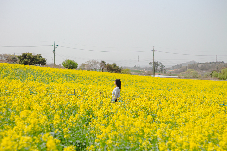 Hagwon Farm Canola Flower Field