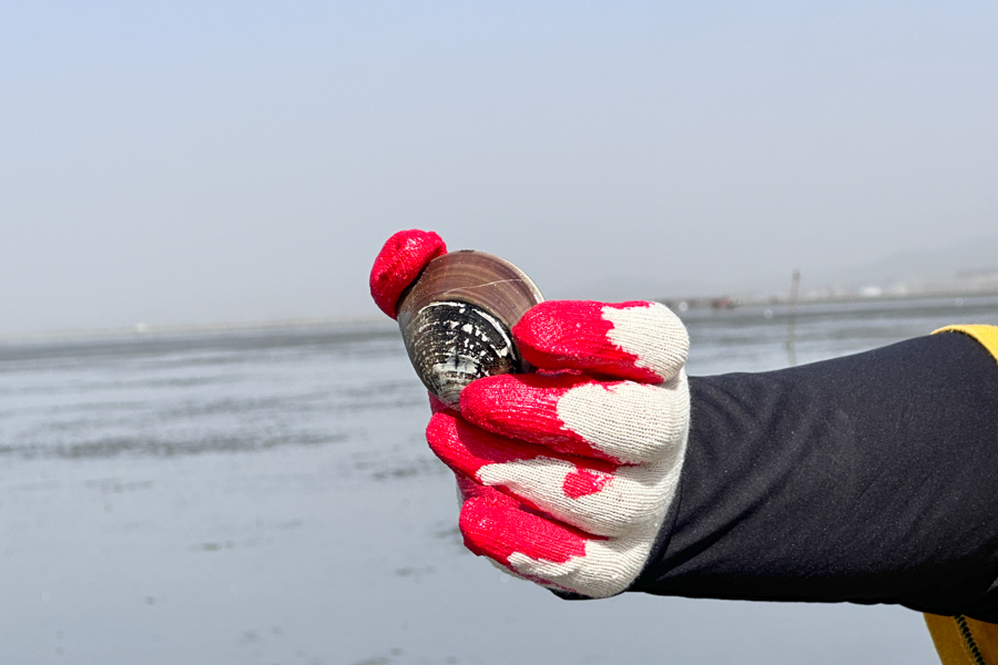 Huge Clam from Gochang Mudflat