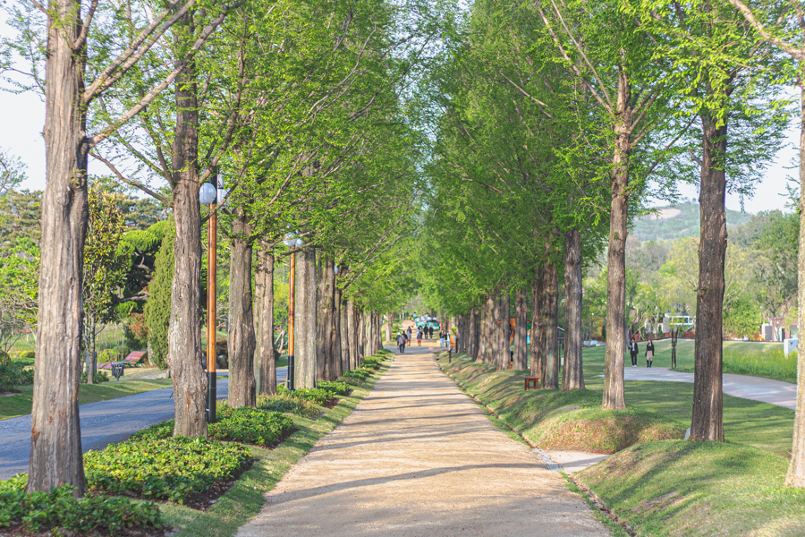 Metasequoia Lane in Suncheonman Bay National Garden