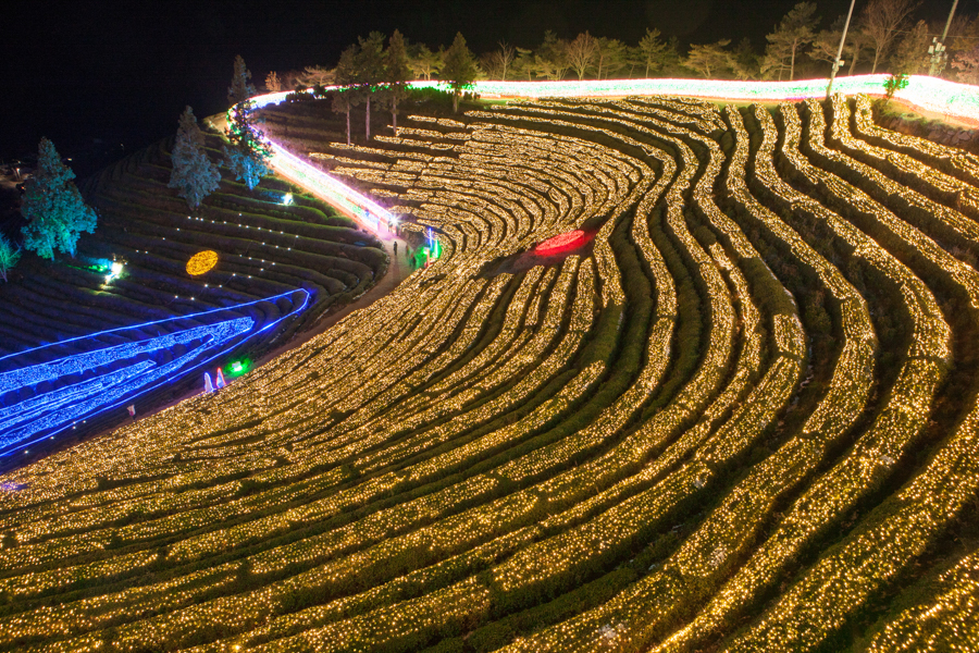 Boseong Tea Festival