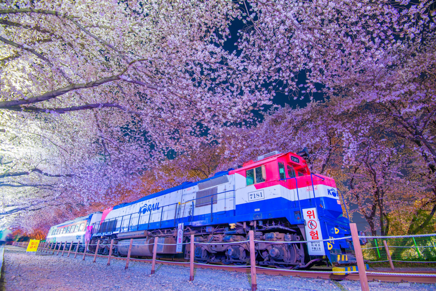 Jinhae Gunhangje Cherry Blossom Festival