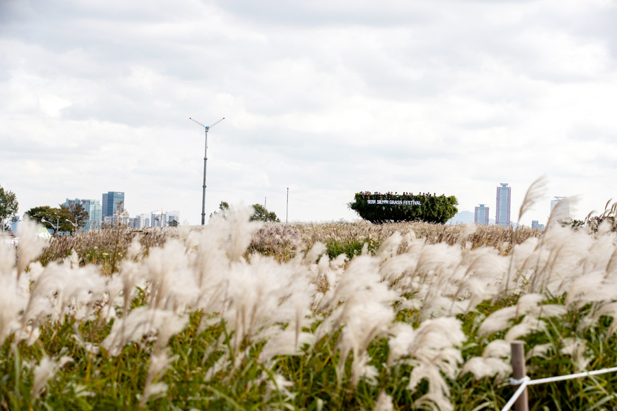 Silver grass fields in Korea