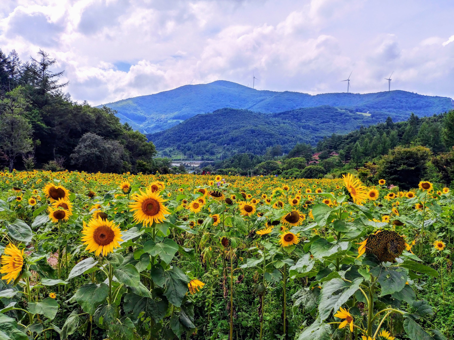 Sunflower field in Korea