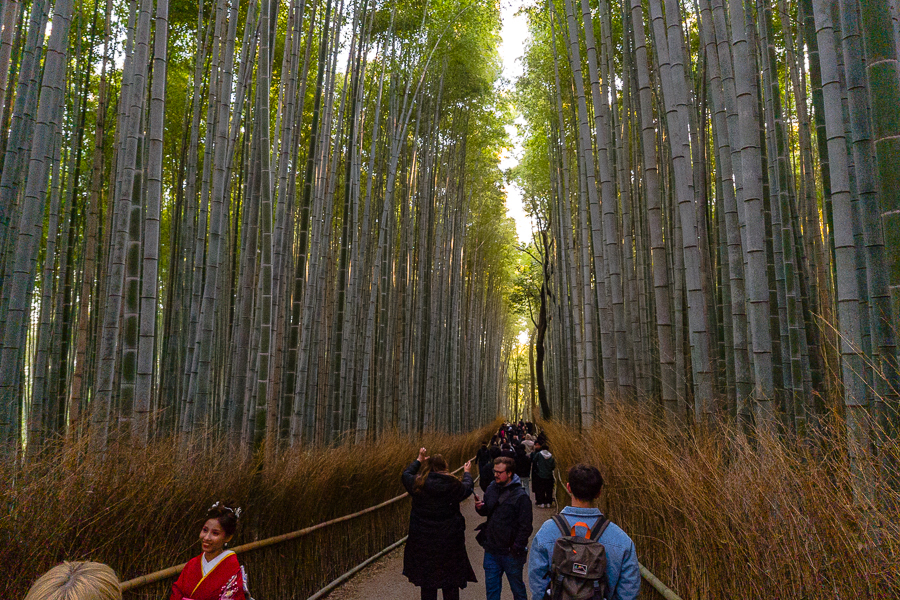 Arashiyama Bamboo Forest at 730am
