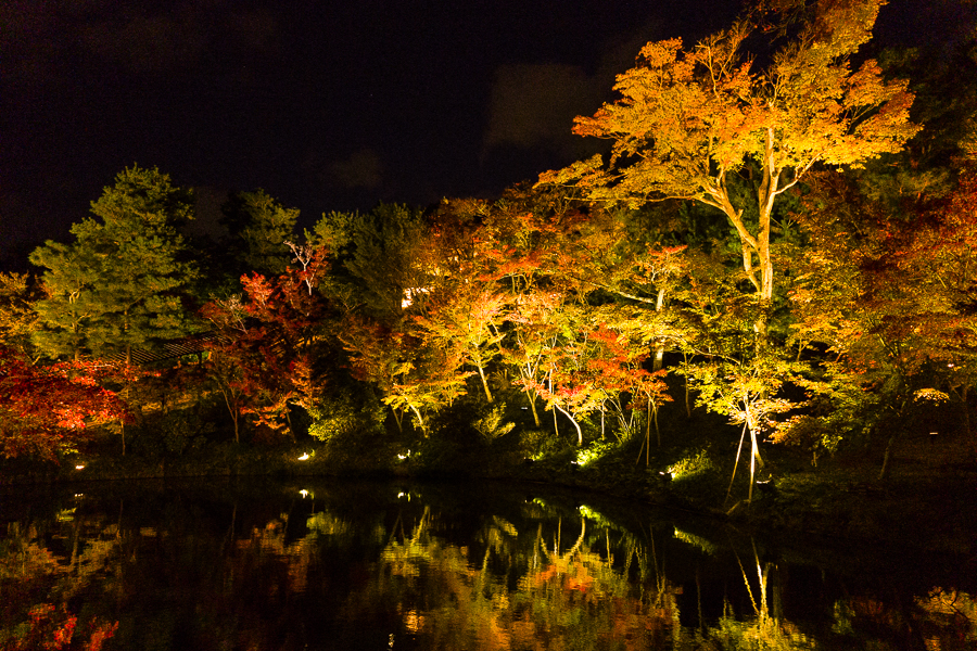 Autumn Foliage Night Kyoto