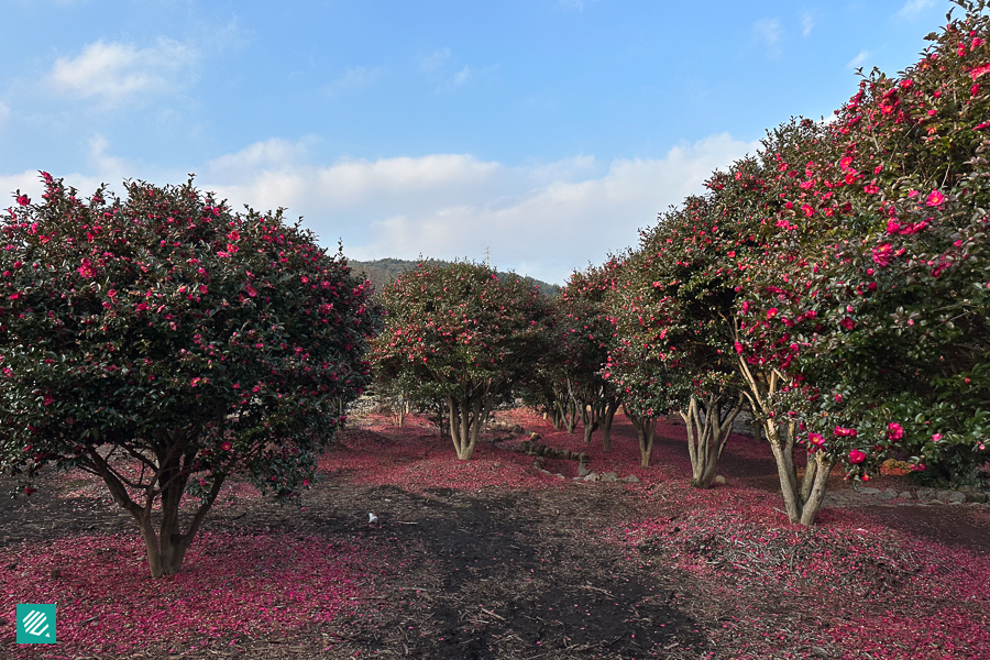 Camellia Forest Jeju_Gasirim Jeju_ 가시림 카페