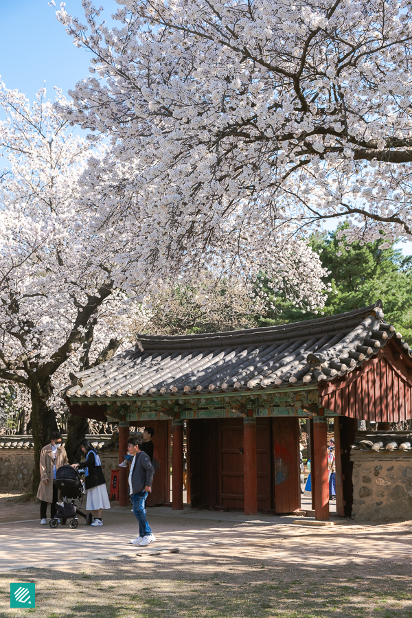 Daereungwon Tomb Complex in Spring
