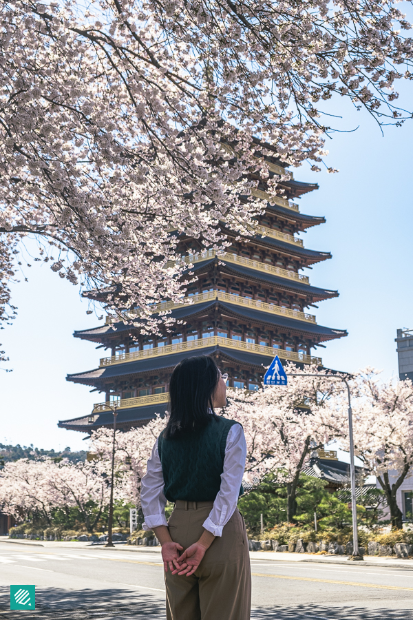 Hwangnyongwon in Gyeongju during Spring with a girl standing in front of the tower