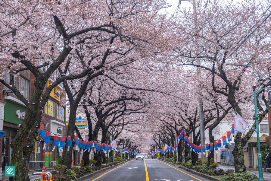 Jeonnong-ro Cherry Blossom Street in Jeju, a popular cherry blossom spot in Spring