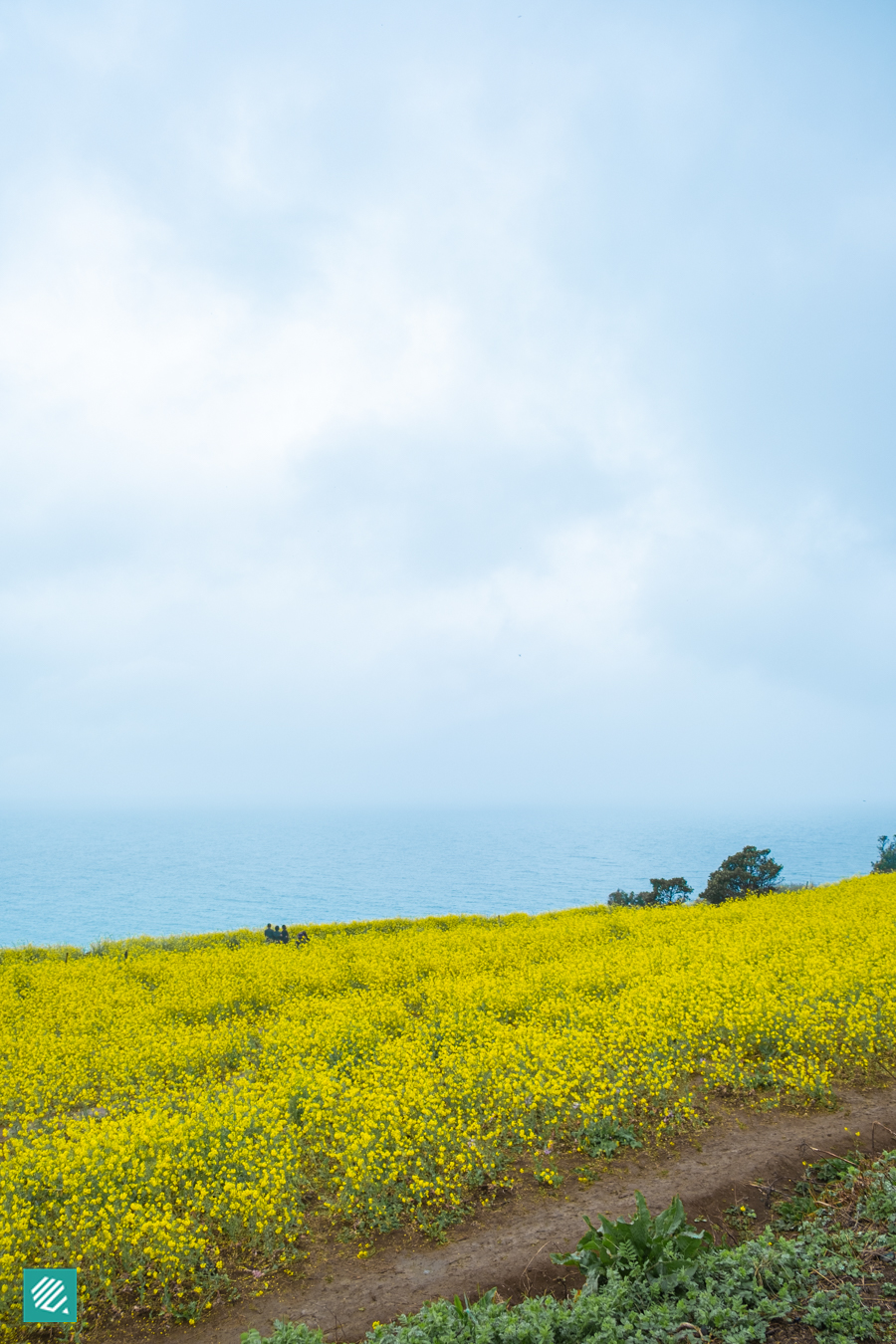 Canola flower and sea view from Seoyubong Peak