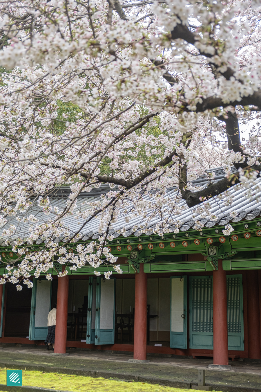 Jeju Spring cherry blossoms in Samseonghyeol
