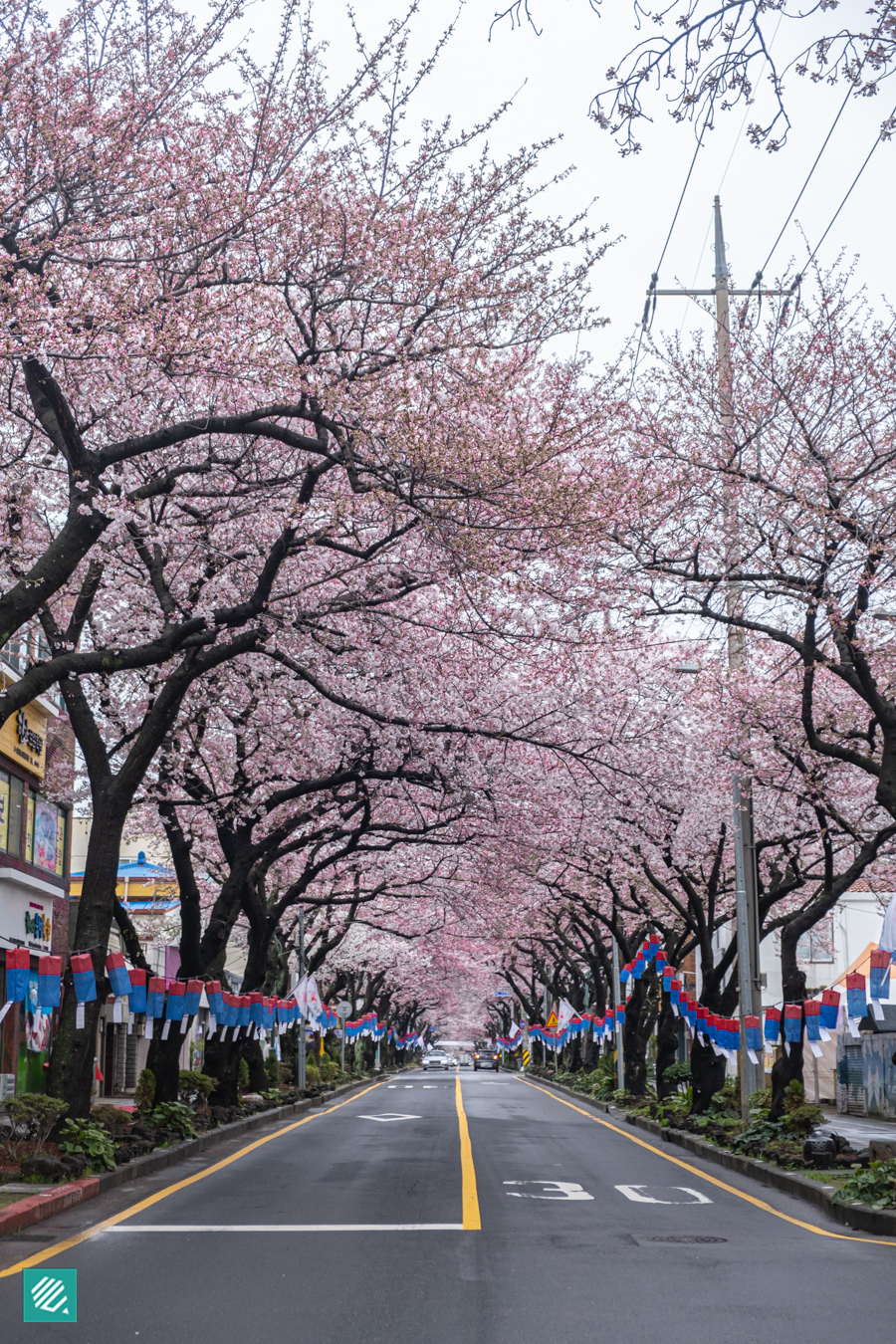 Jeonnong-ro Cherry Blossom Street in Jeju, during Spring