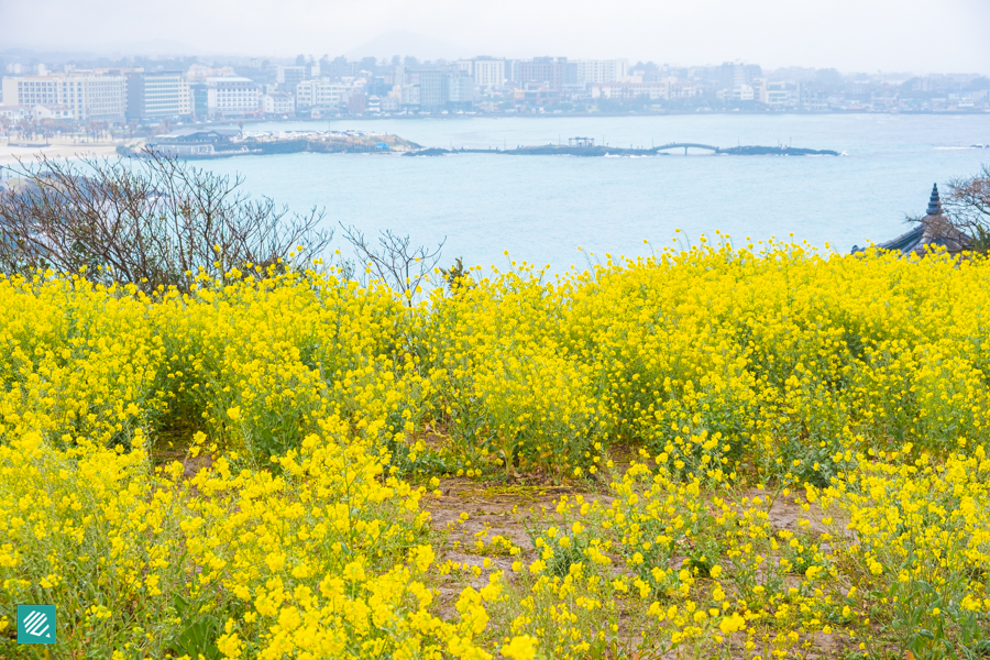 Canola flowers in Jeju Island, Korea