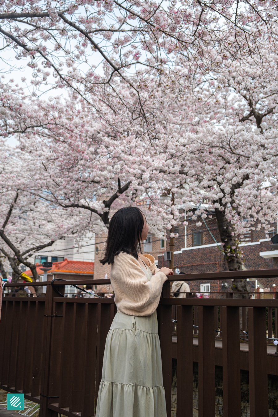 Cherry Blossoms in Yeojwa Stream, Korea