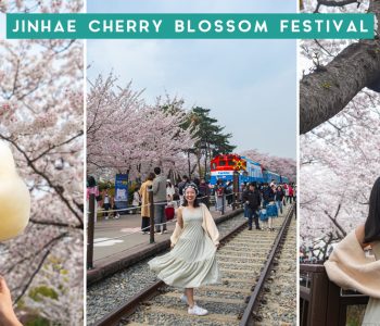 Jinhae Cherry Blossom Festival-cover