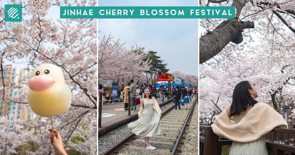 Jinhae Cherry Blossom Festival A Guide To The Most Popular Cherry