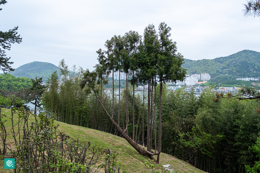 Jangdo - Tree that looks like a harp