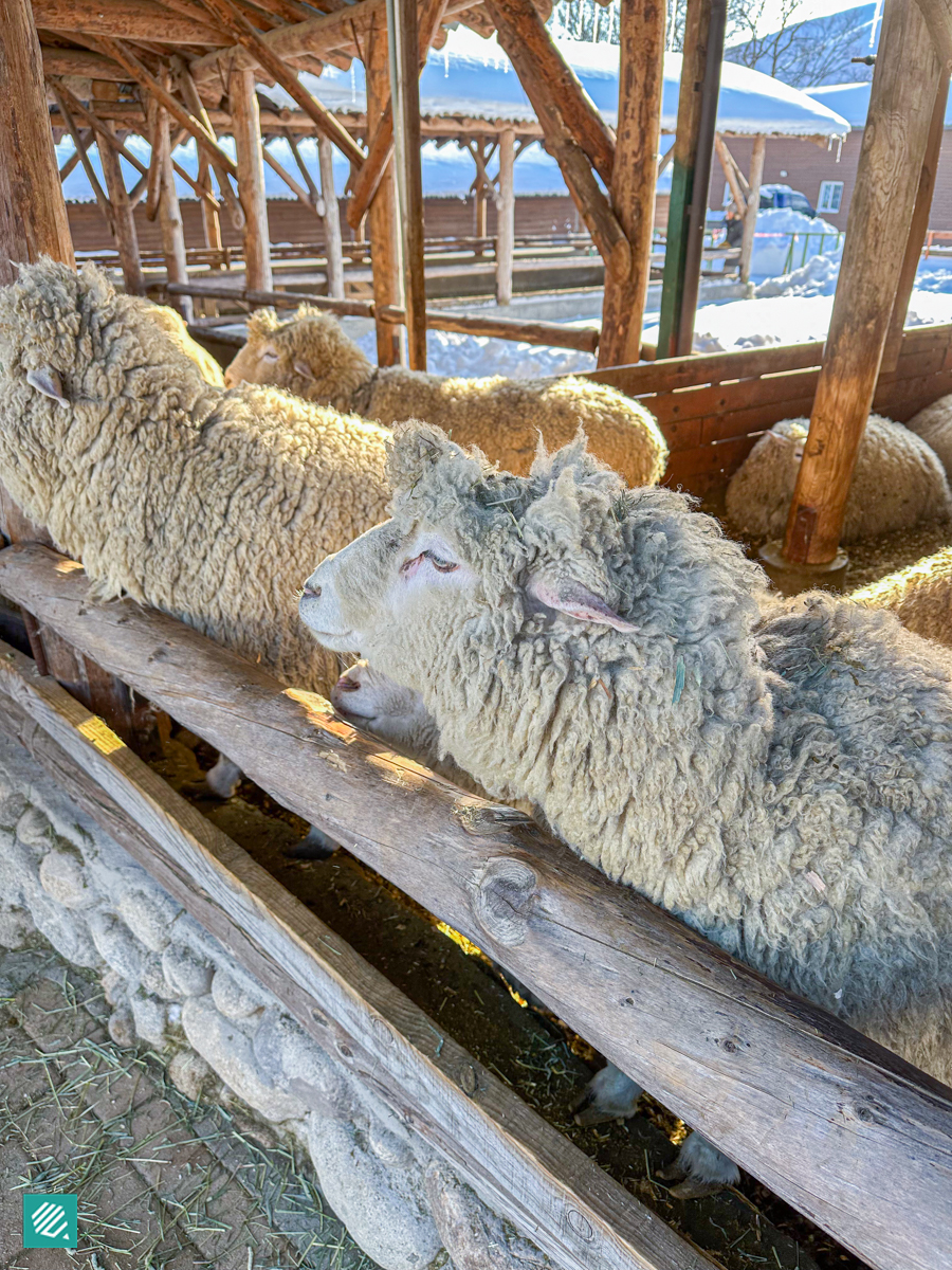 Sheep at Daegwallyeong Samyang Farm