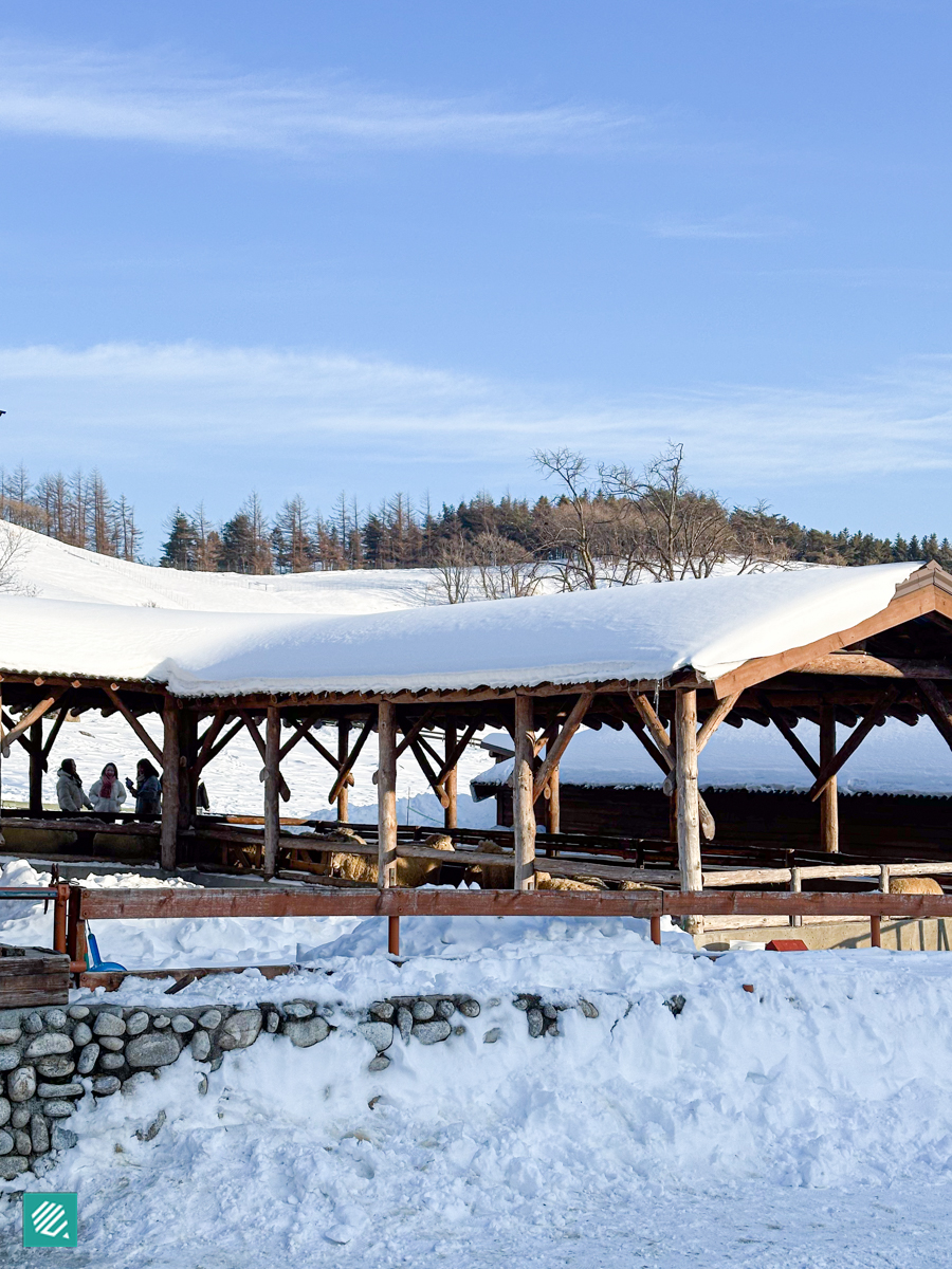 Snowy landscape at Daegwallyeong Samyang Farm