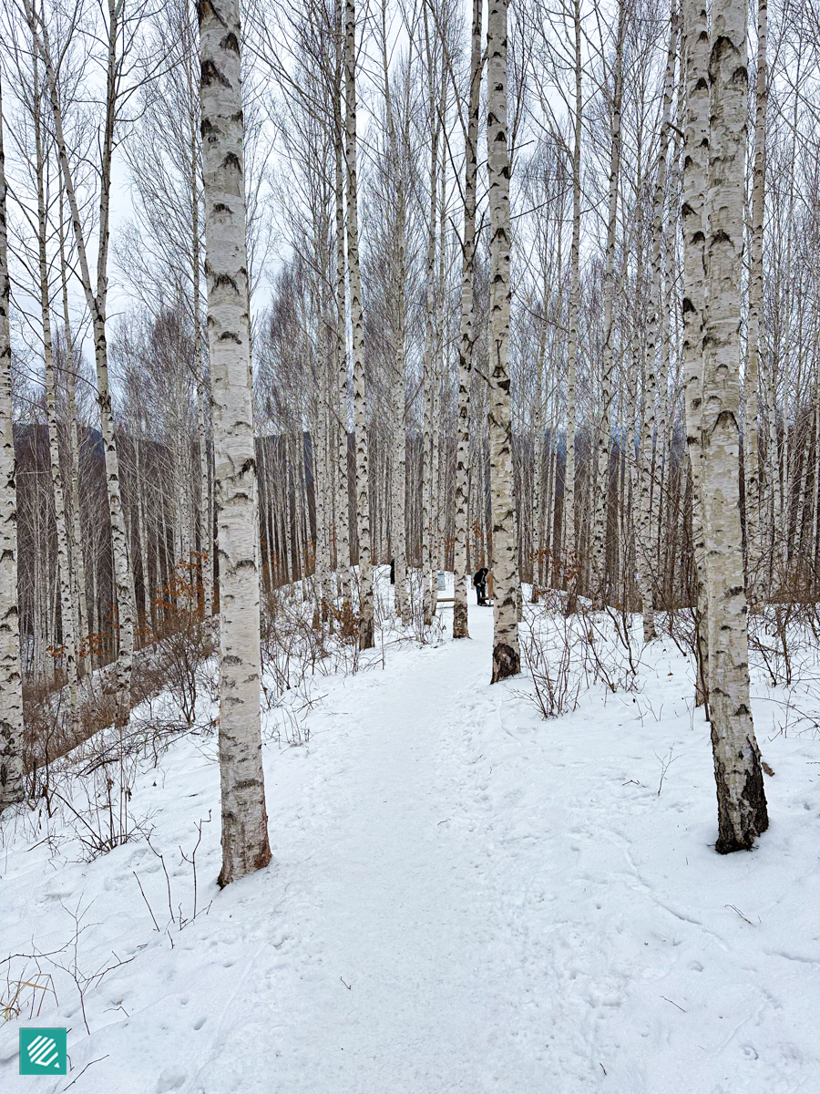 Snowy birch forest in Korea during winter