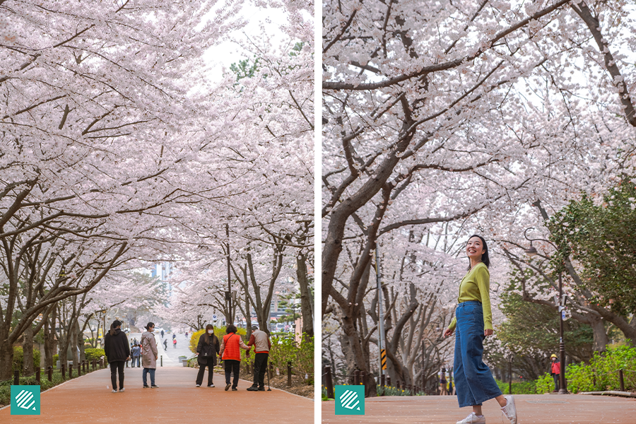 Daewangam Park During Spring