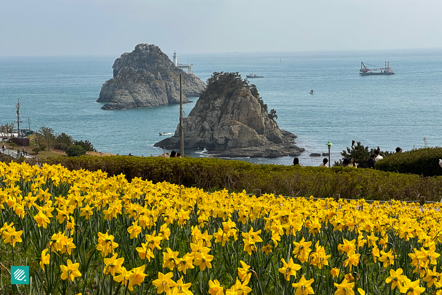 Daffodil fields in Oryukdo, Busan