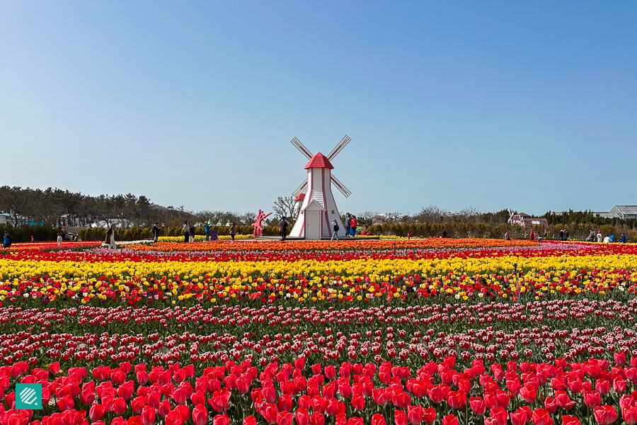 Tulip field in Sinan, Jeollanam-do 