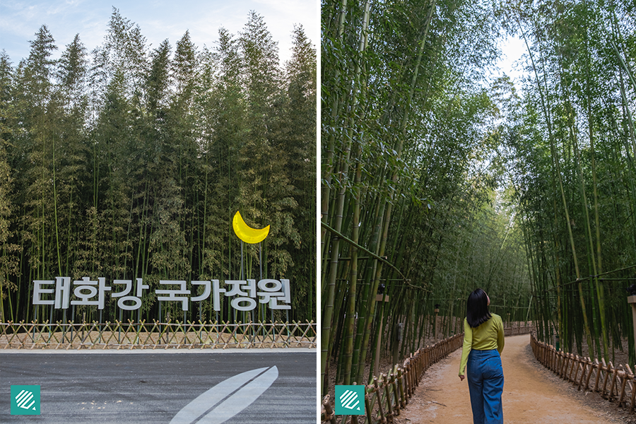 Taehwagang National Garden Bamboo Forest Ulsan