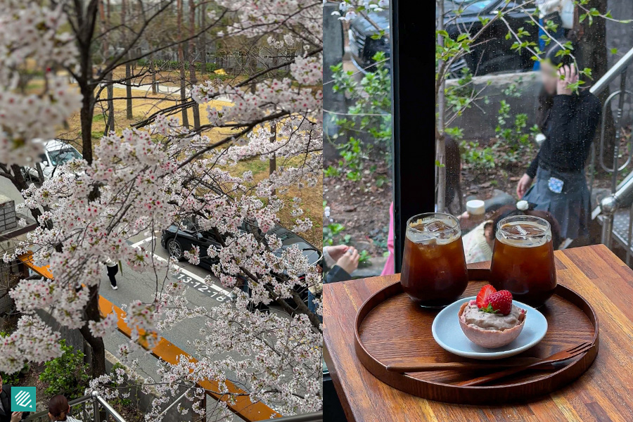 Coffee and dessert with a view of cherry blossoms at Yeonnam Cherry Blossom House 