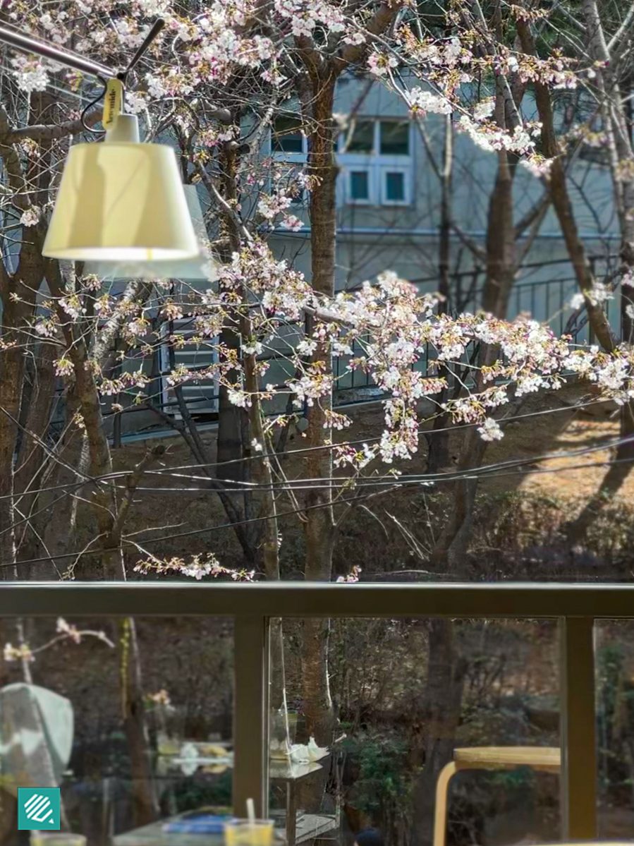 Cherry blossoms from the window at Claude Coffee