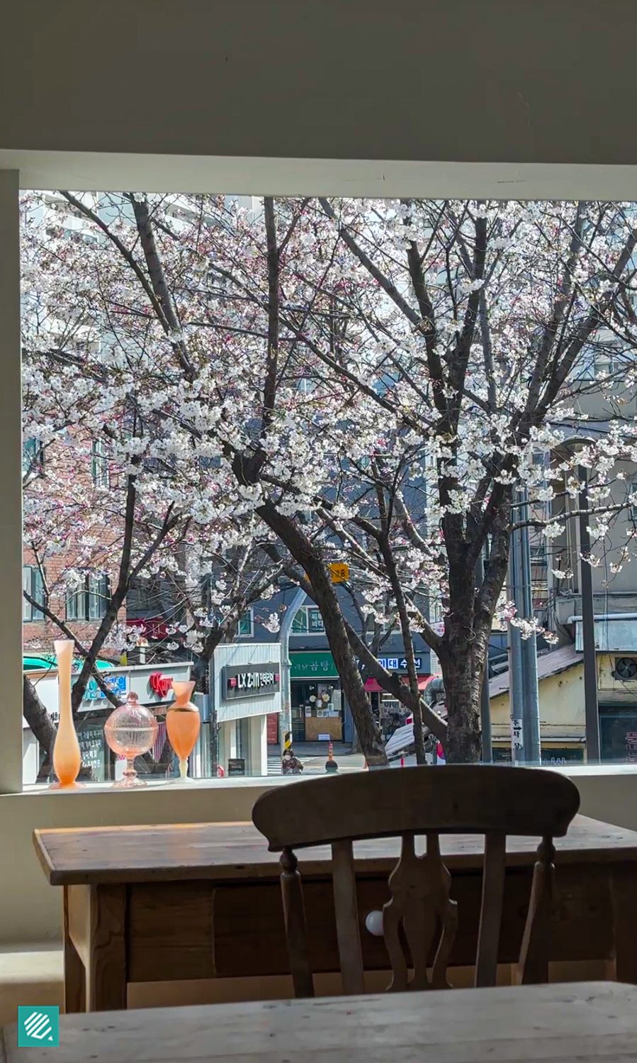 Cherry blossoms at dearmoment cafe in Seoul