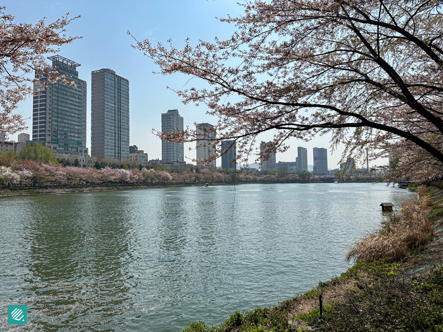 Chery blossoms at Seokcheon Lake Park